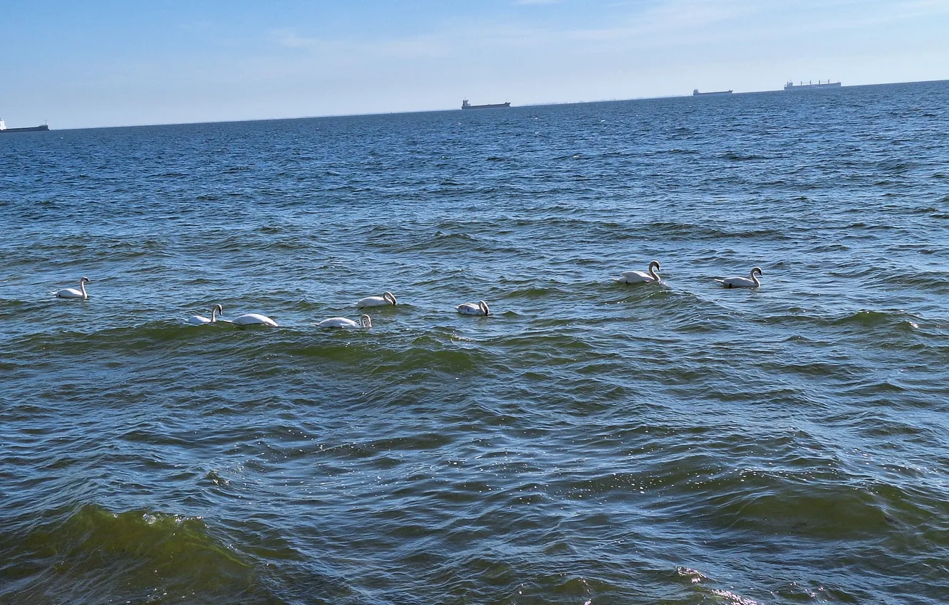 Photo wallpaper Sea, Swans, vessels, horyzont