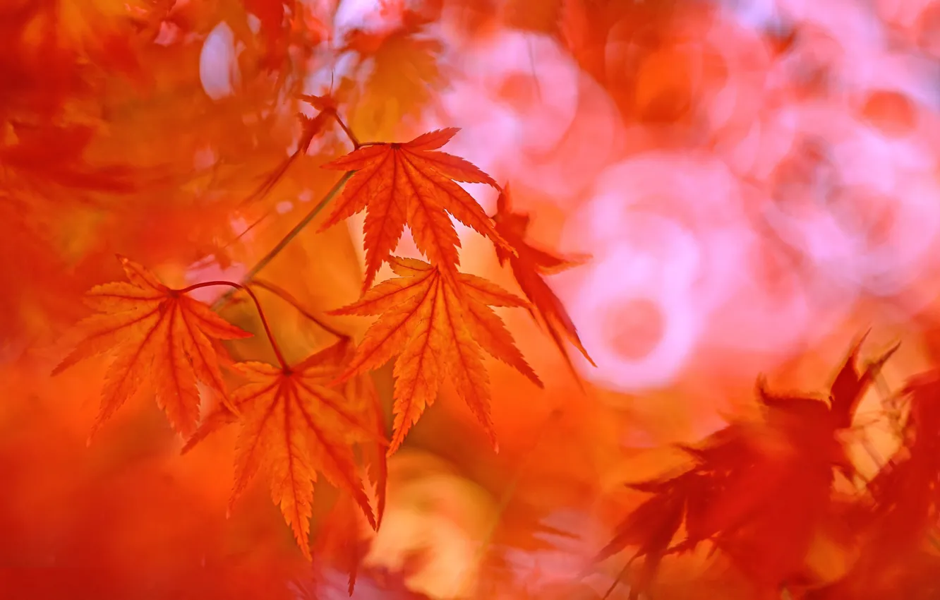 Photo wallpaper autumn, leaves, background