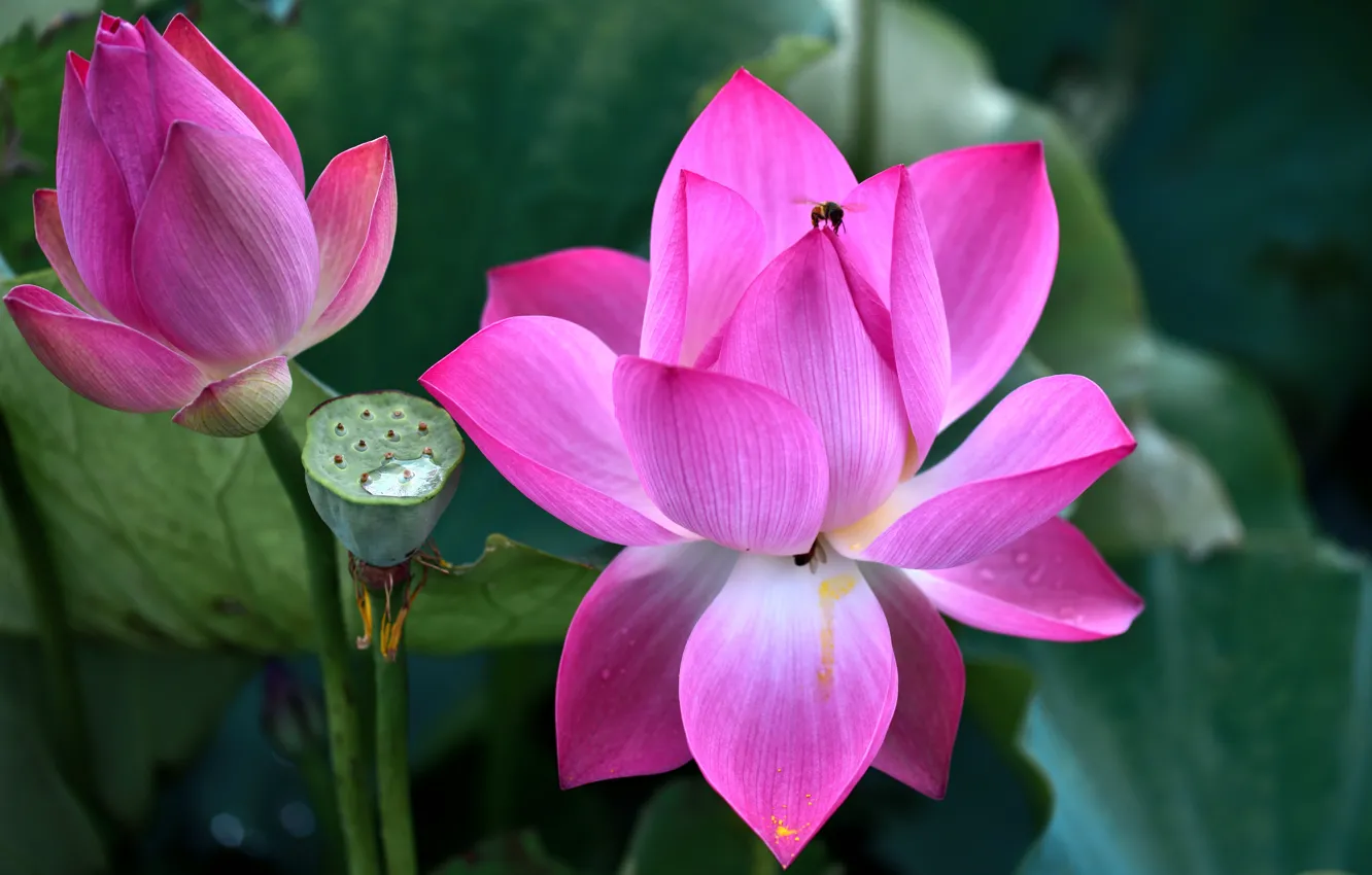 Photo wallpaper leaves, flowers, nature, bee, Lotus, the fruit, box