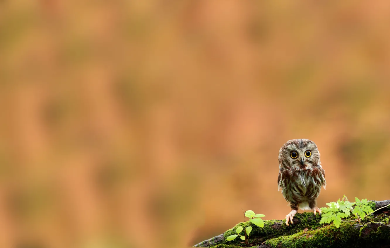 Photo wallpaper owl, bird, moss, branch, chick, owlet