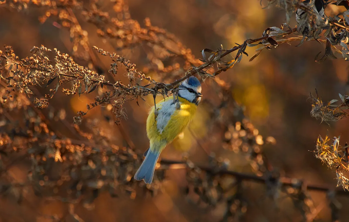 Photo wallpaper autumn, leaves, light, branches, bird, bokeh, tit