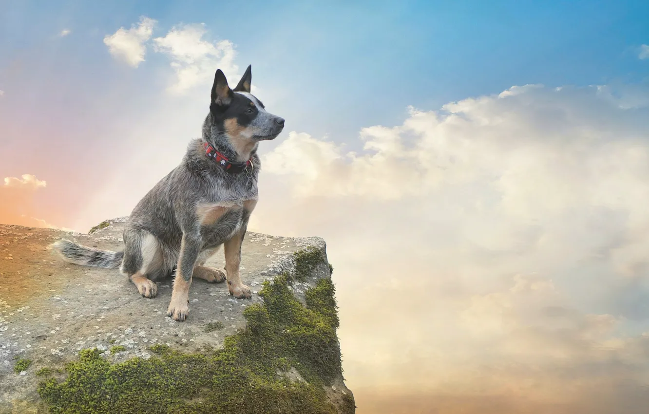 Photo wallpaper the sky, clouds, rocks, moss, dog