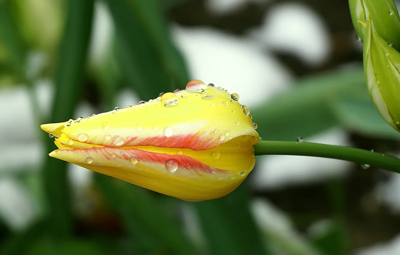 Photo wallpaper tulips, buds, drops