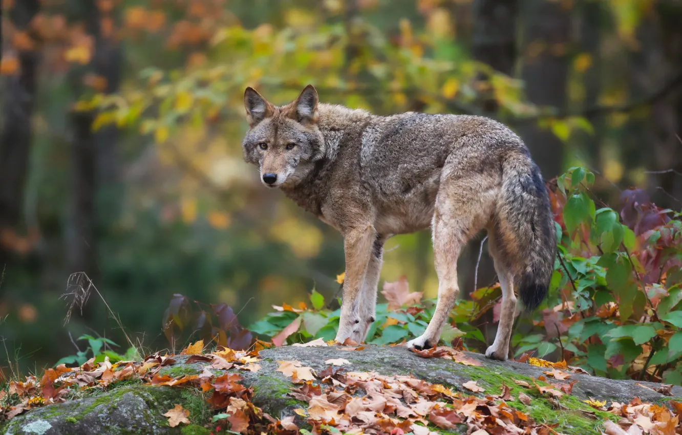 Photo wallpaper autumn, forest, grey, wolf