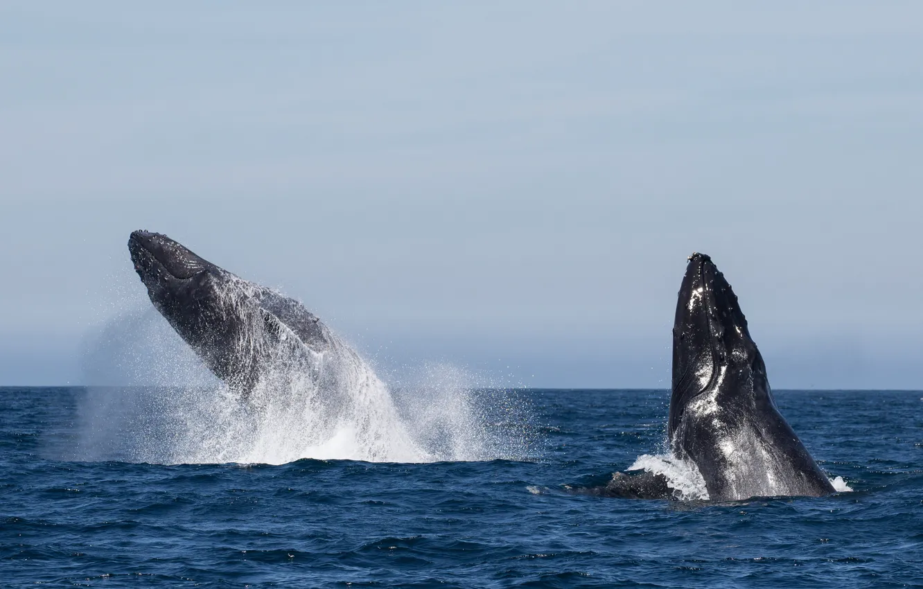 Photo wallpaper whales, ocean, splash, jumping, Humpback