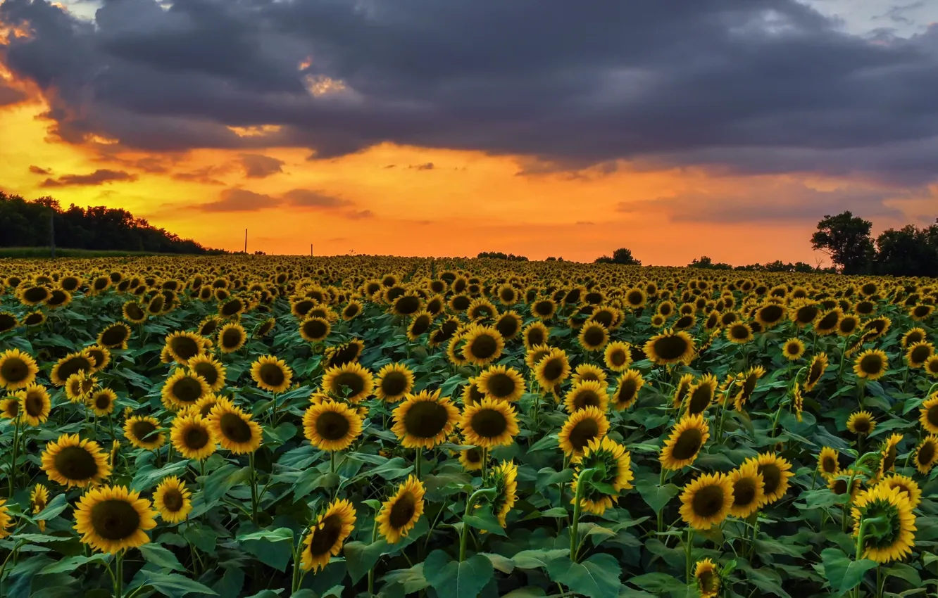 Photo wallpaper summer, sunflowers, sunset, nature