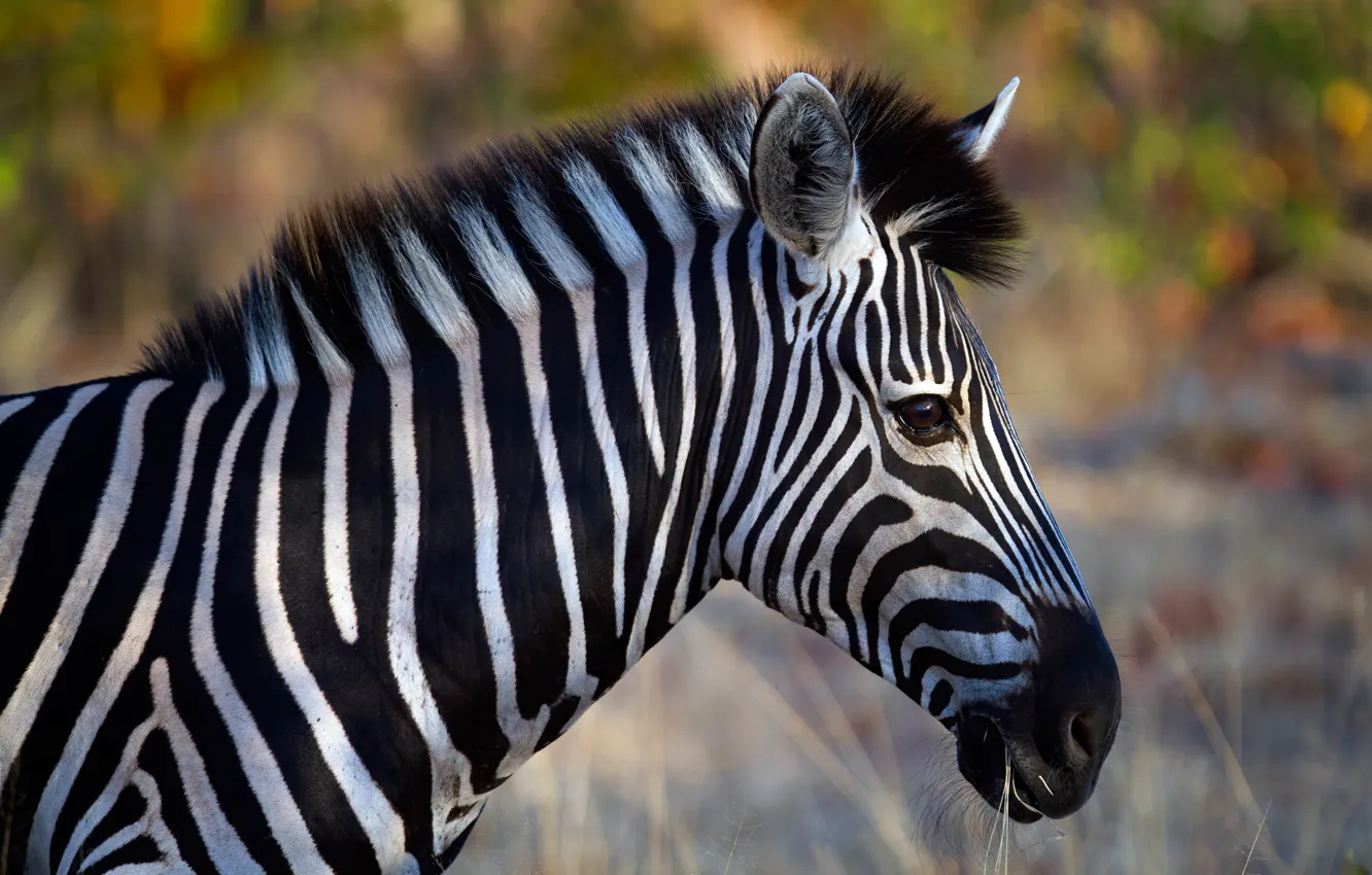 Photo wallpaper face, portrait, Zebra