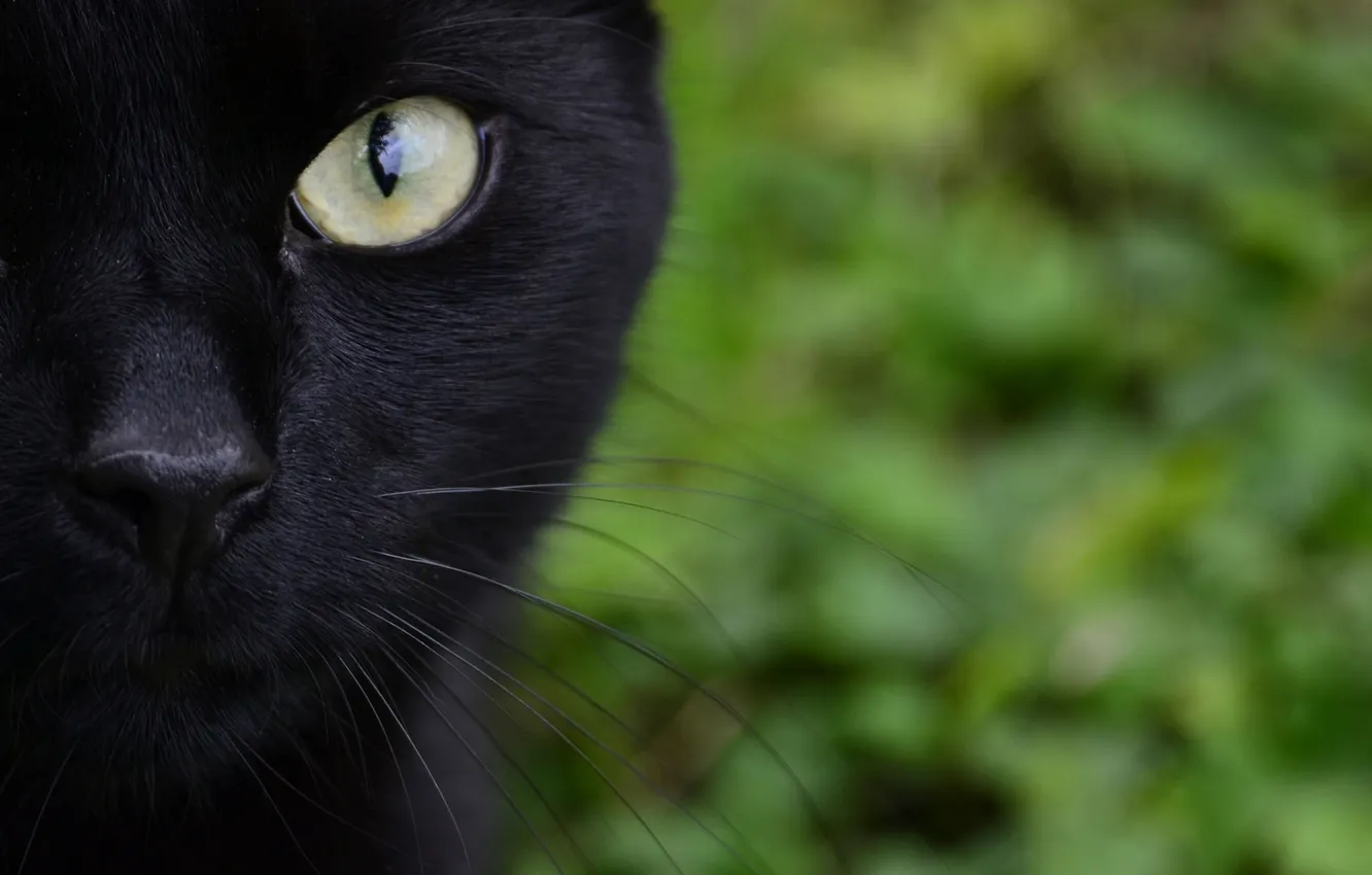 Photo wallpaper cat, mustache, Koshak, Tomcat