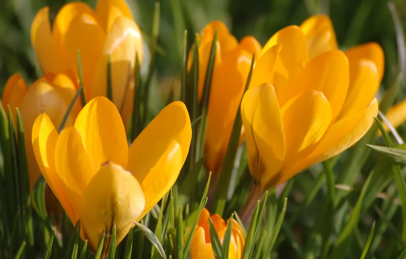 Photo wallpaper macro, flowers, orange, spring, crocuses, buds, primrose