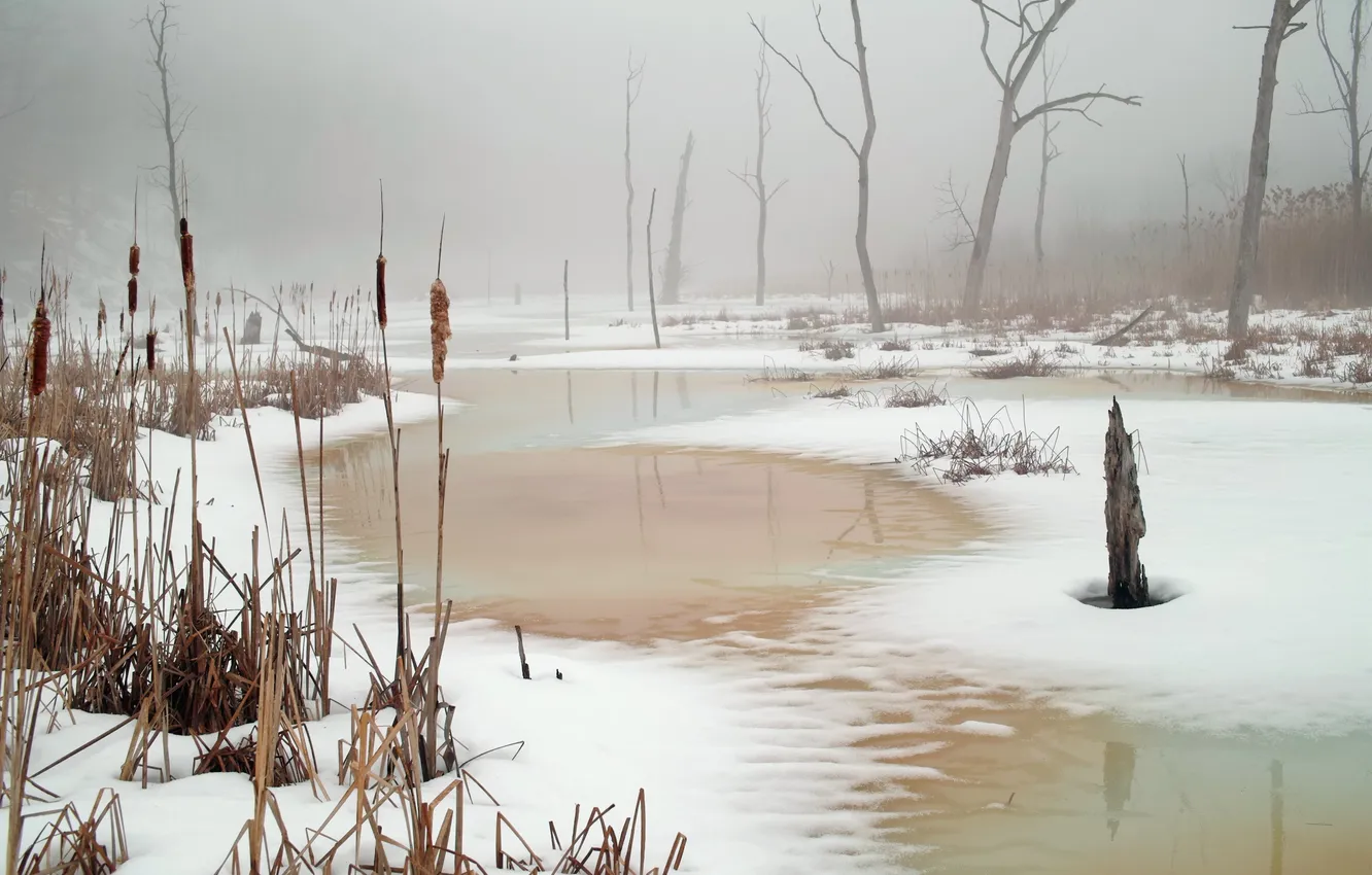 Photo wallpaper snow, lake, reed