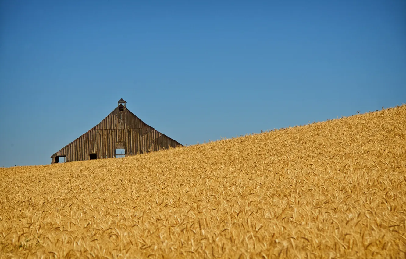 Photo wallpaper wheat, field, ear, line, the barn, wheat fields, blue sky, farm
