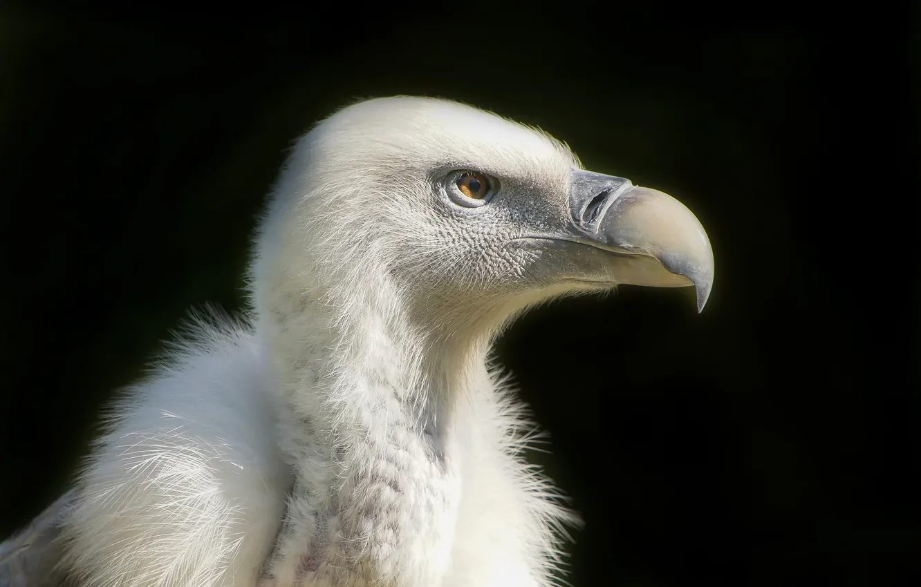Photo wallpaper predator, Vulture, Griffon vulture