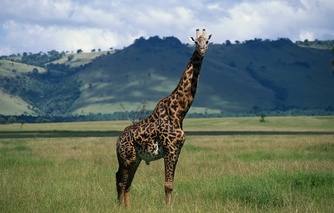 Photo wallpaper nature, giraffe, neck, giraffe