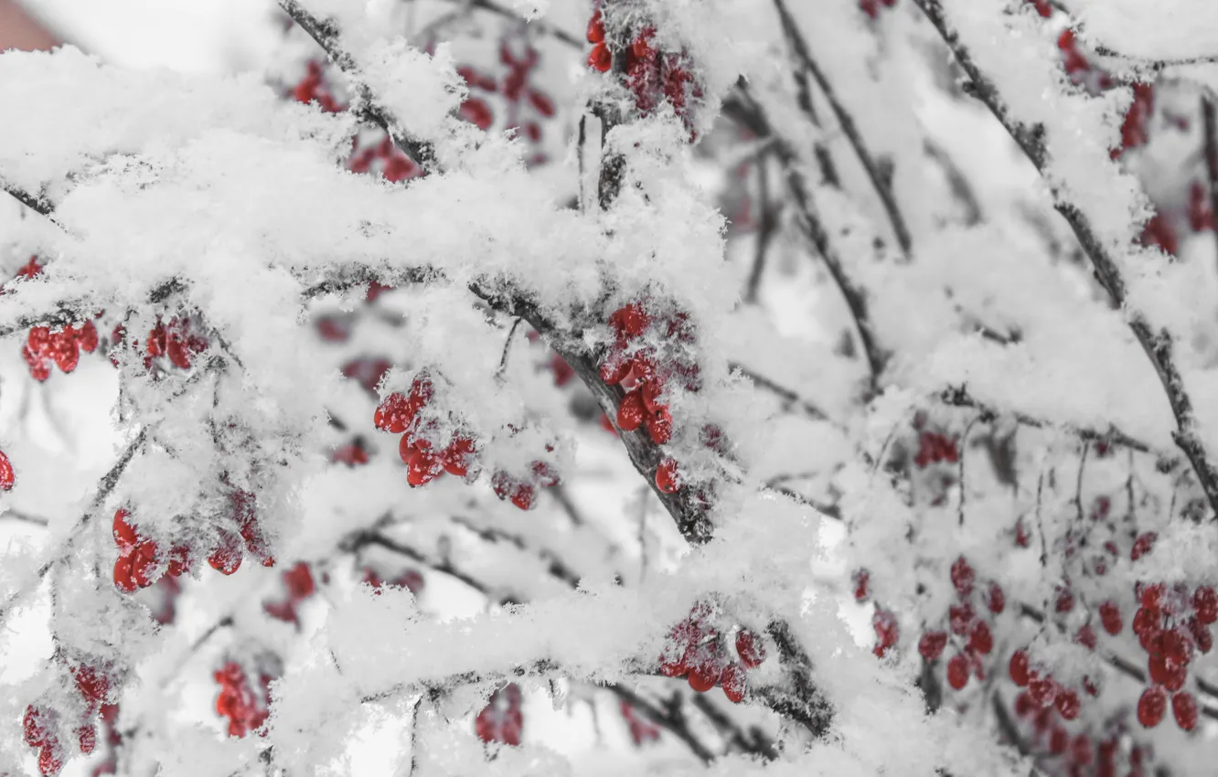 Photo wallpaper winter, snow, trees, red, barberry