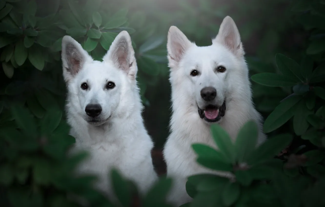 Photo wallpaper look, leaves, a couple, muzzle, two dogs, The white Swiss shepherd dog