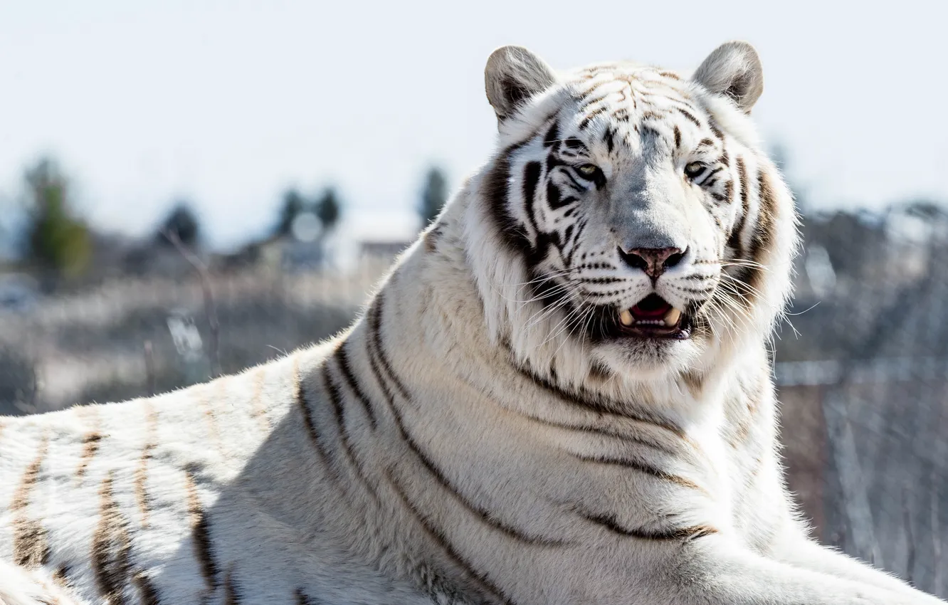 Photo wallpaper cat, look, white tiger