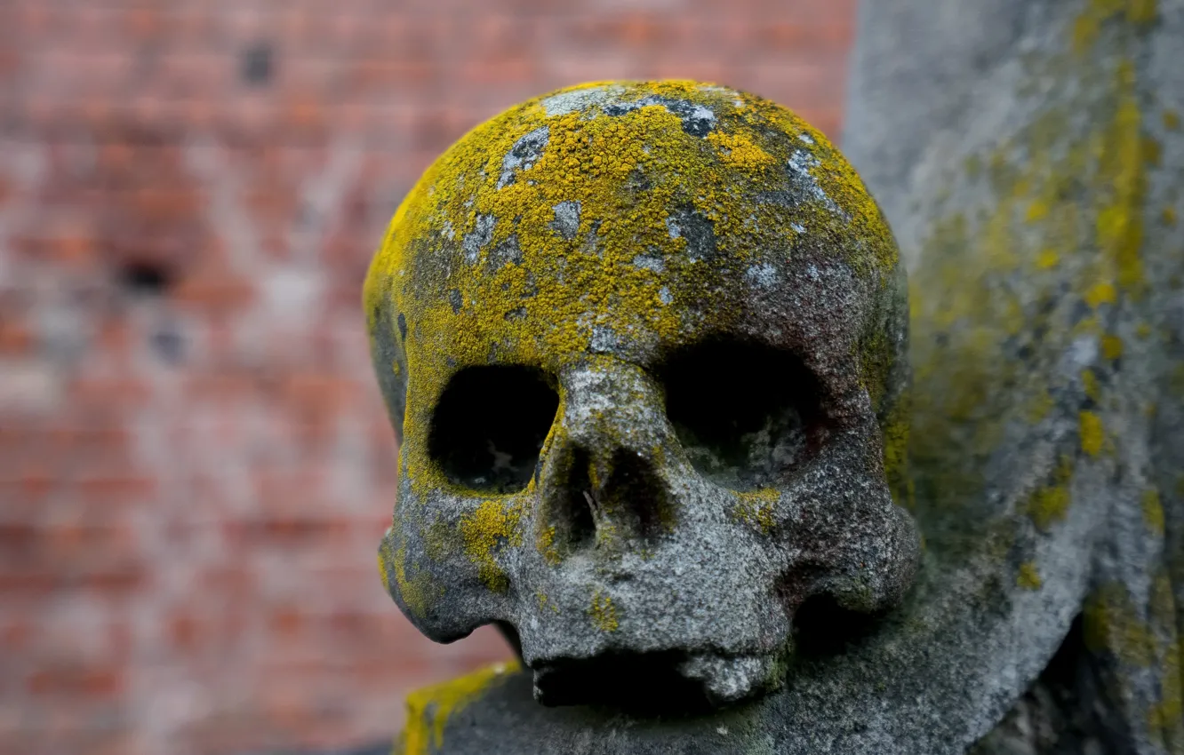 Photo wallpaper background, skull, moss