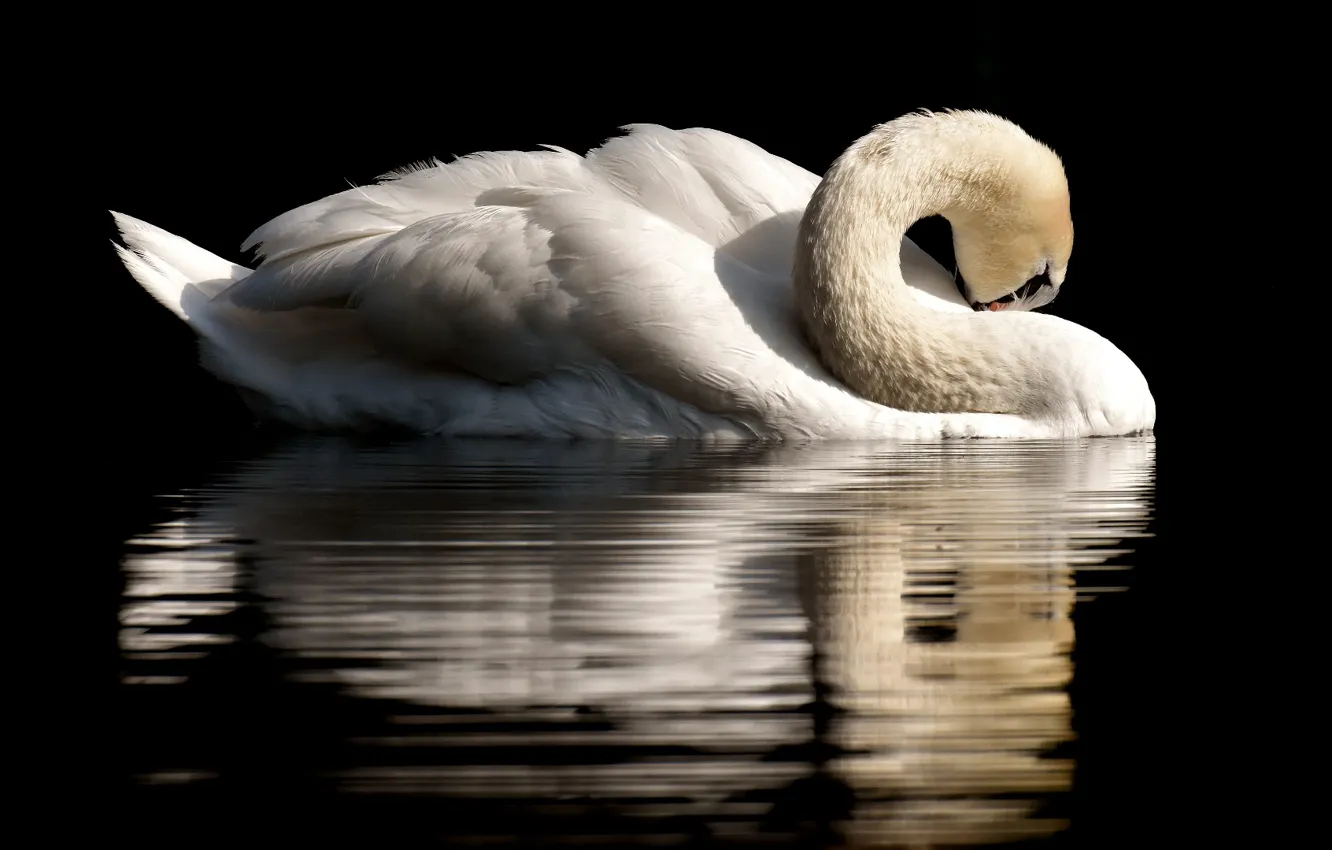 Photo wallpaper nature, feather, plumage, water bird, close up photo of swan