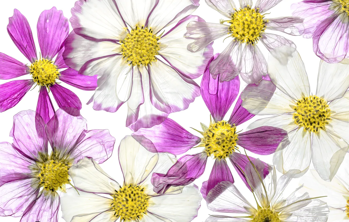 Photo wallpaper flowers, paint, petals, kosmeya