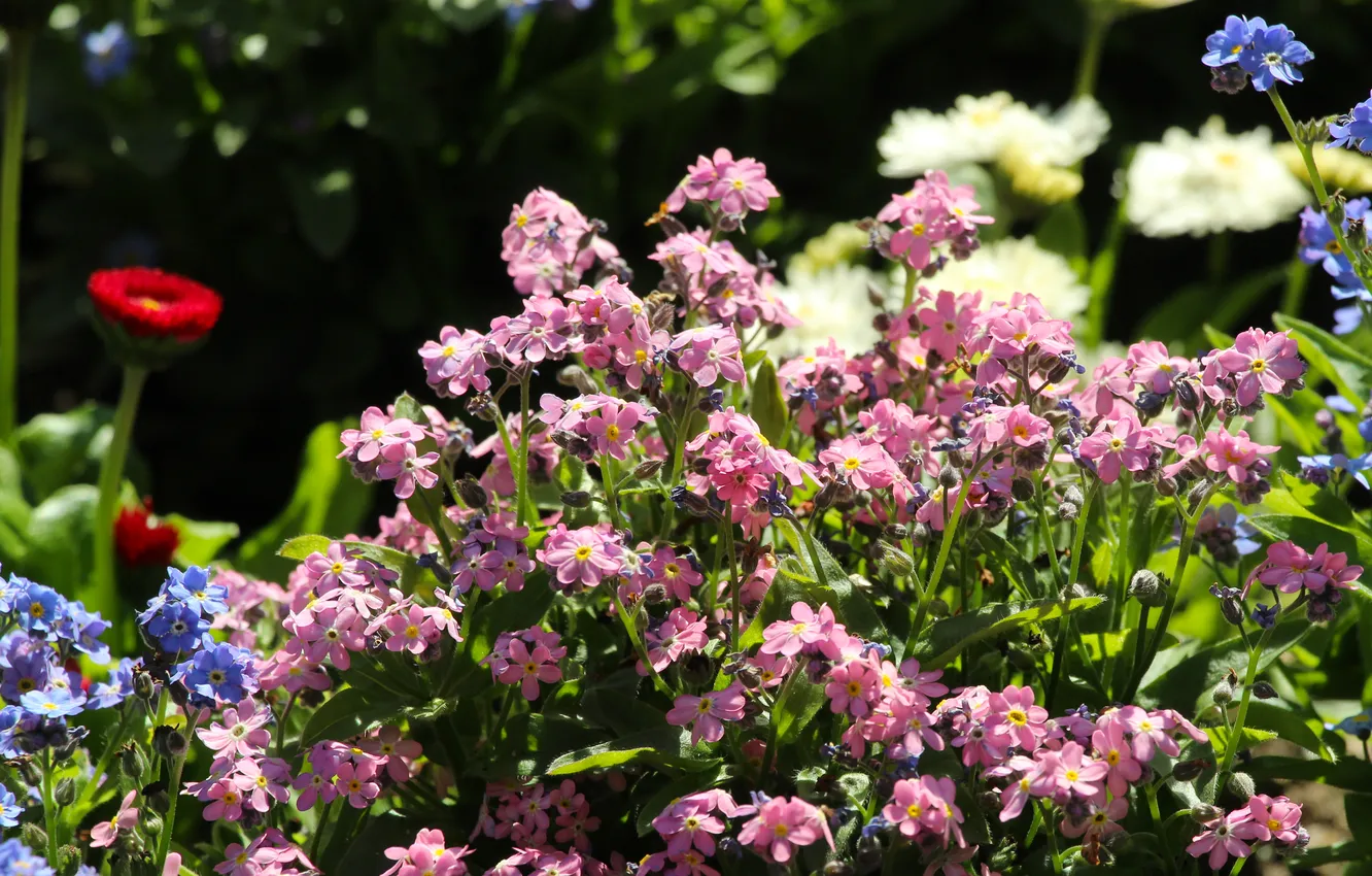 Photo wallpaper garden, color, spring, blooming