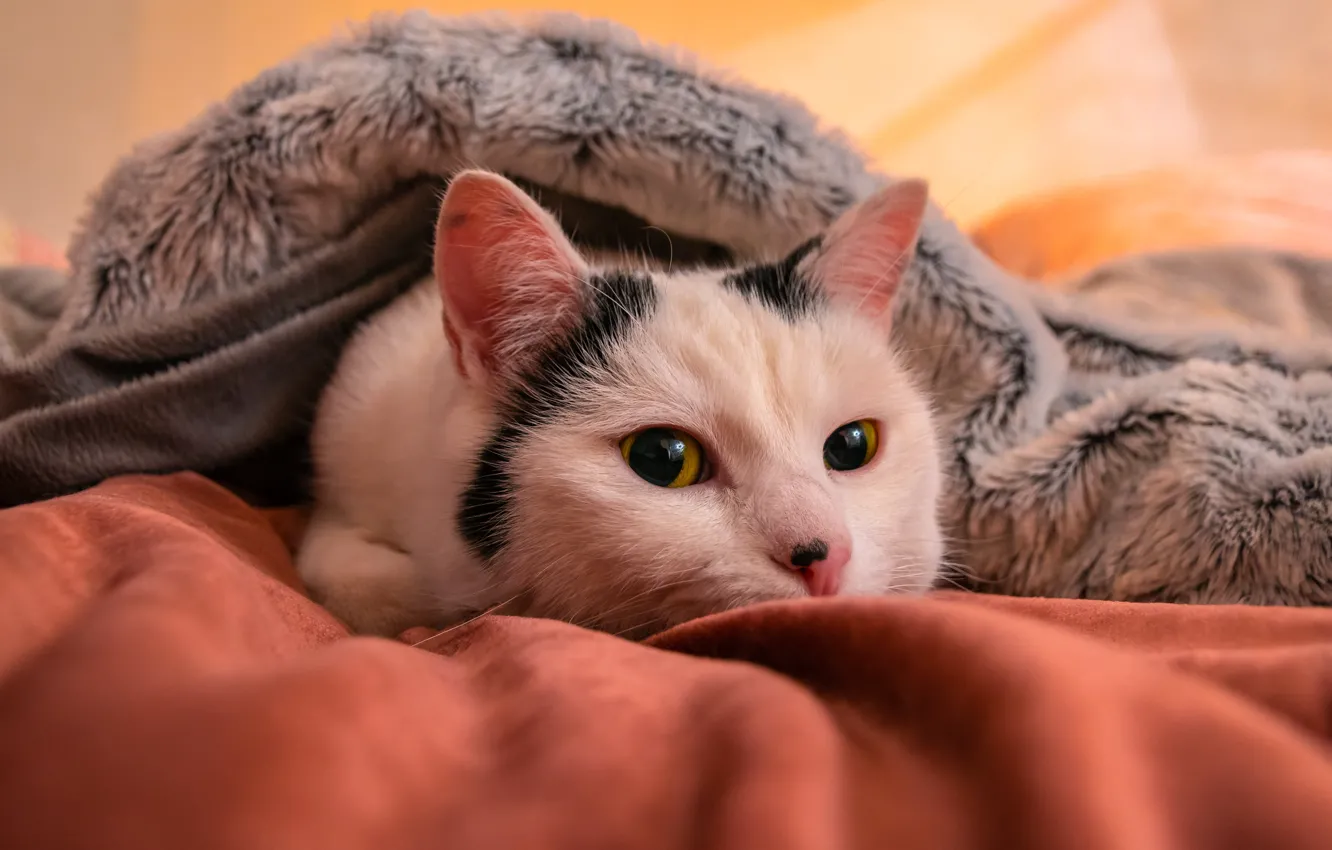 Photo wallpaper cat, cat, look, pose, face