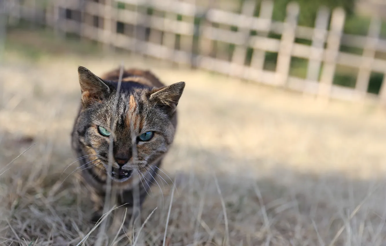 Photo wallpaper eyes, cat, look, Koshak, Tomcat, aggressive