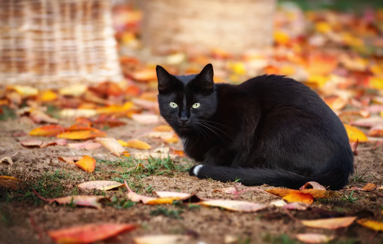 Photo wallpaper autumn, cat, cat, look, leaves, nature, pose, background