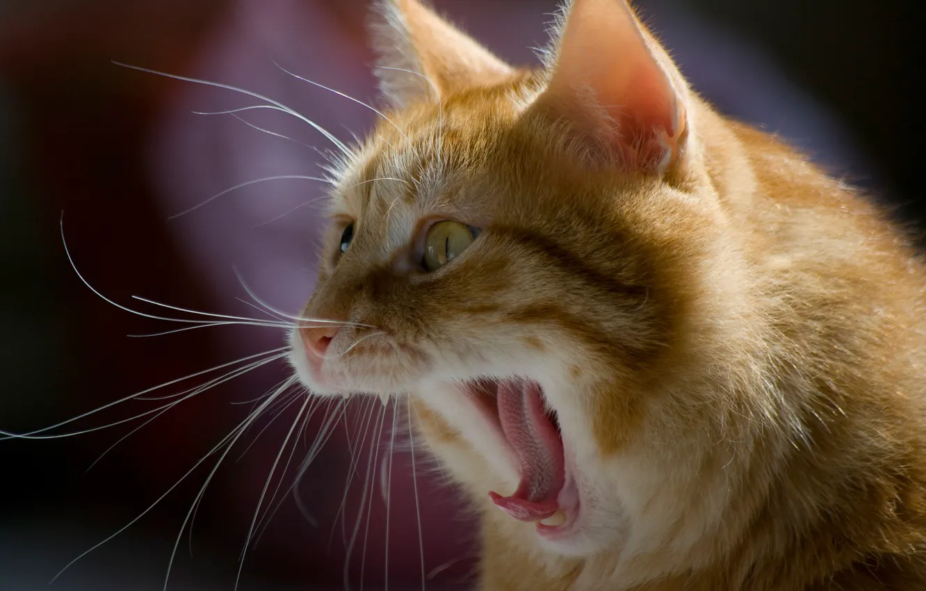 Photo wallpaper cat, background, red, muzzle, yawning, cat