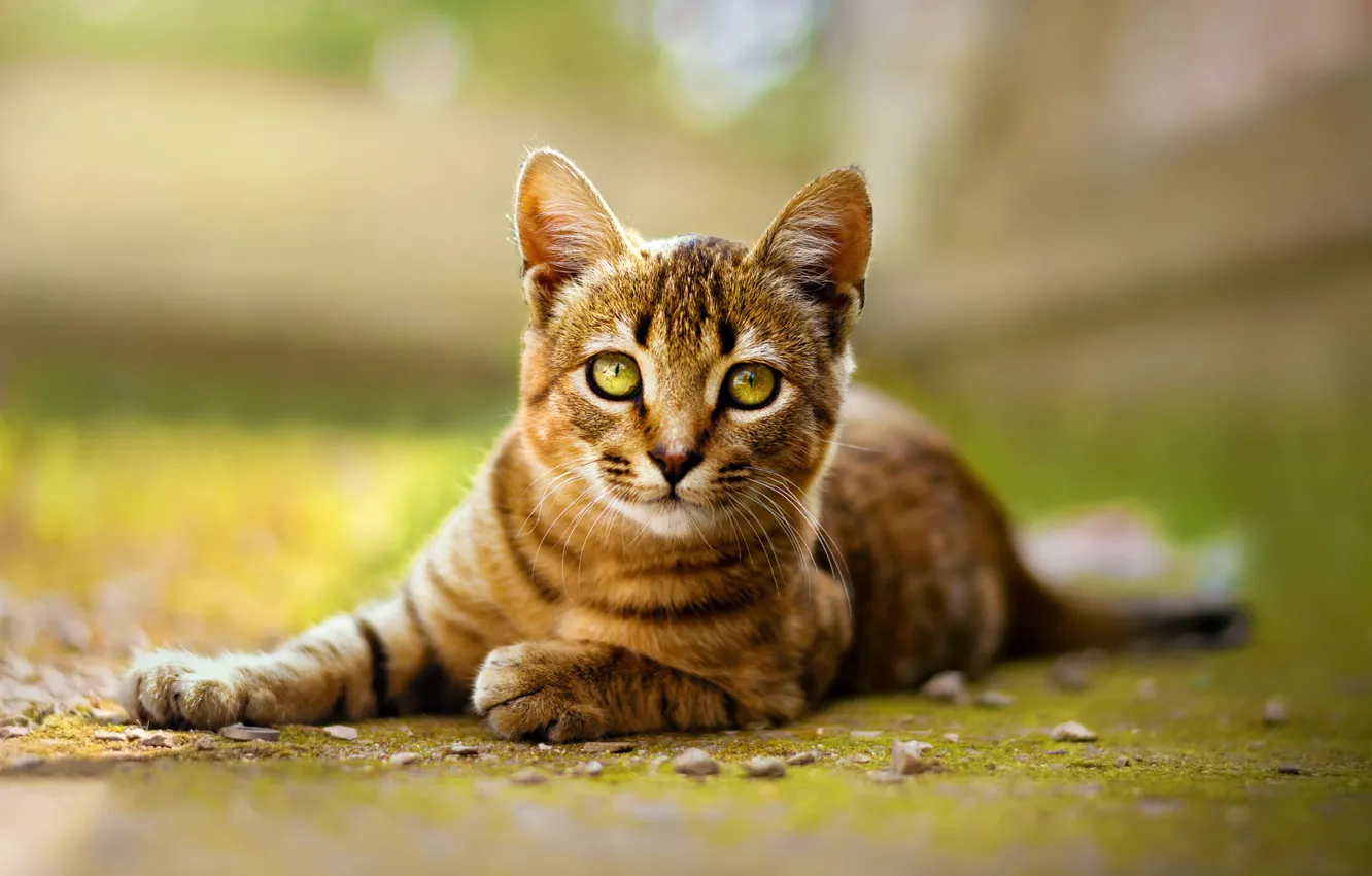 Photo wallpaper cat, look, nature, pose, green, kitty, background, lies