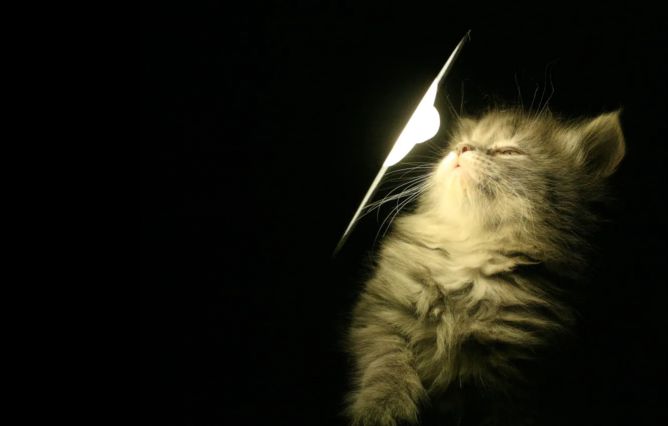 Photo wallpaper light, kitty, lamp