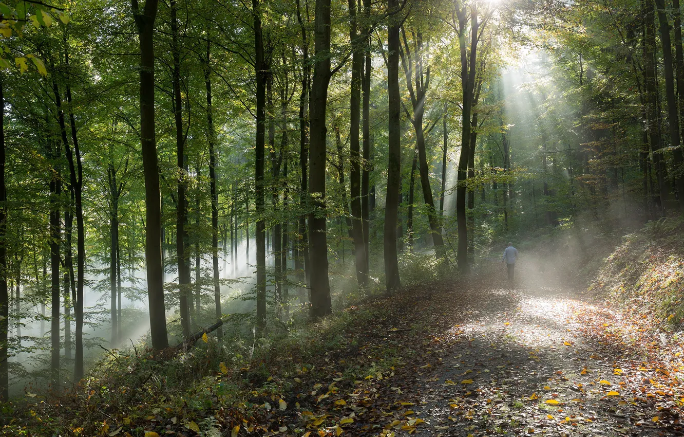 Photo wallpaper road, autumn, forest, the sun, rays, foliage, morning