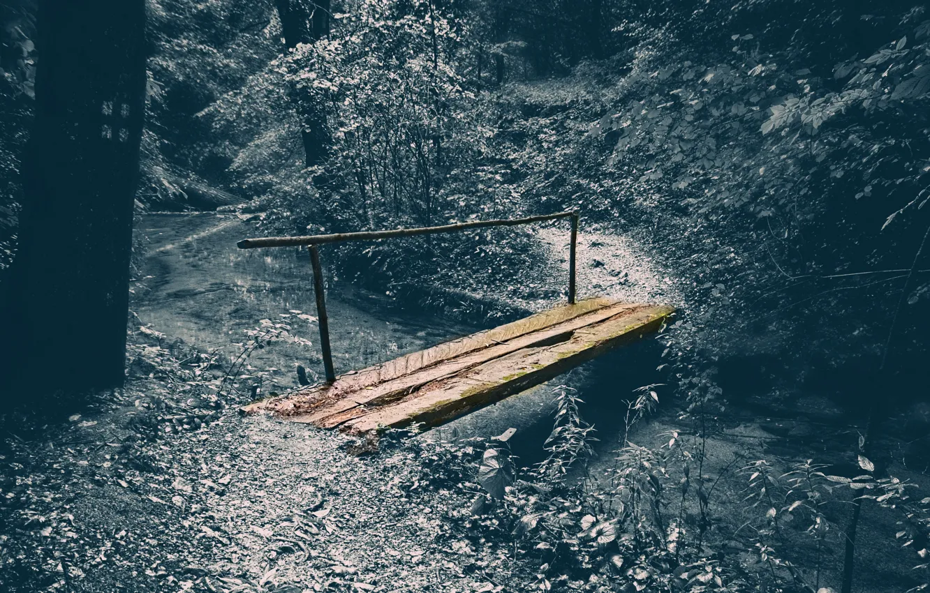 Photo wallpaper forest, bridge, nature