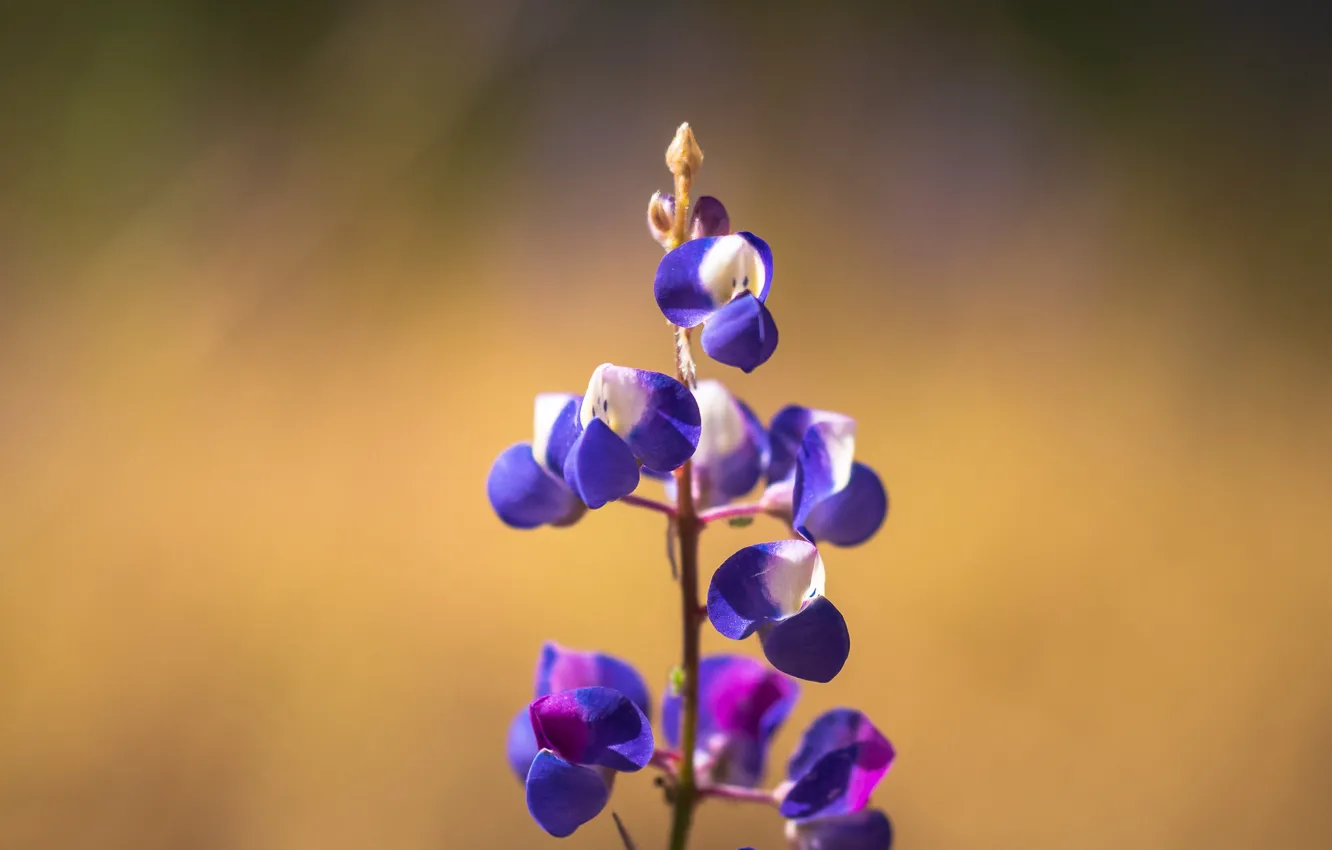 Photo wallpaper macro, background, lupins