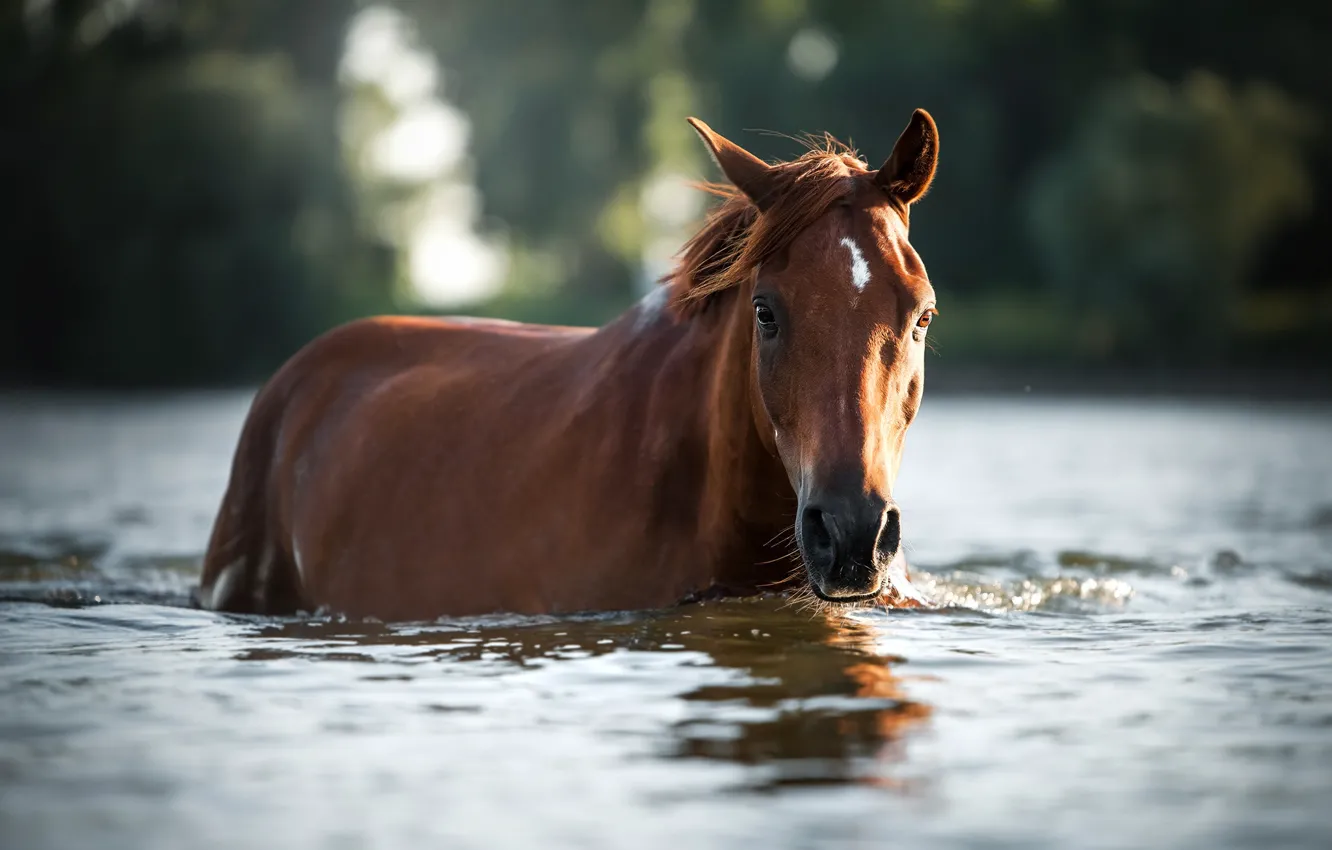Photo wallpaper water, horse, horse