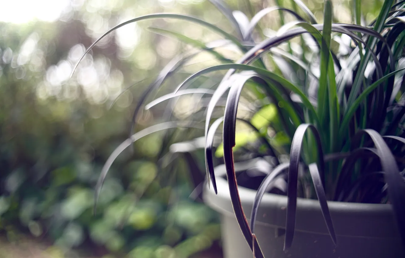 Photo wallpaper macro, plant, pot