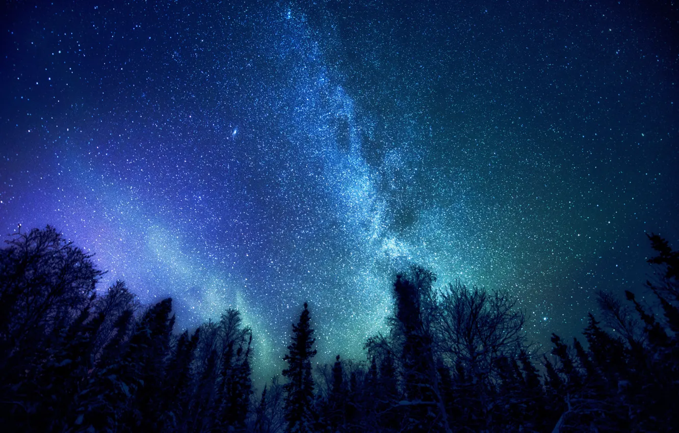 Photo wallpaper forest, space, stars, trees, The Milky Way, mystery