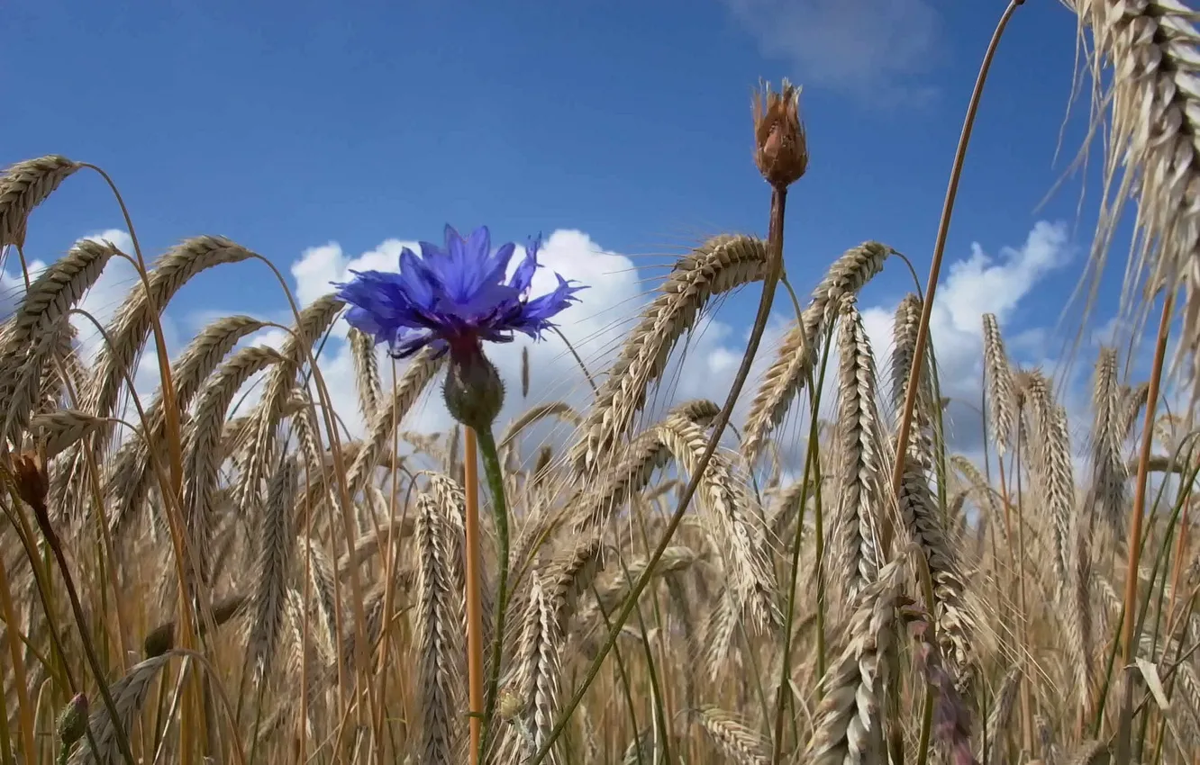 Photo wallpaper field, the sky, flowers, ears