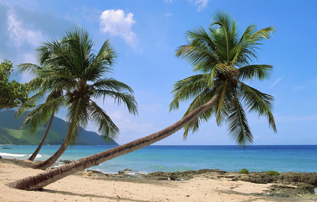 Photo wallpaper palm trees, the ocean, shore, exotic