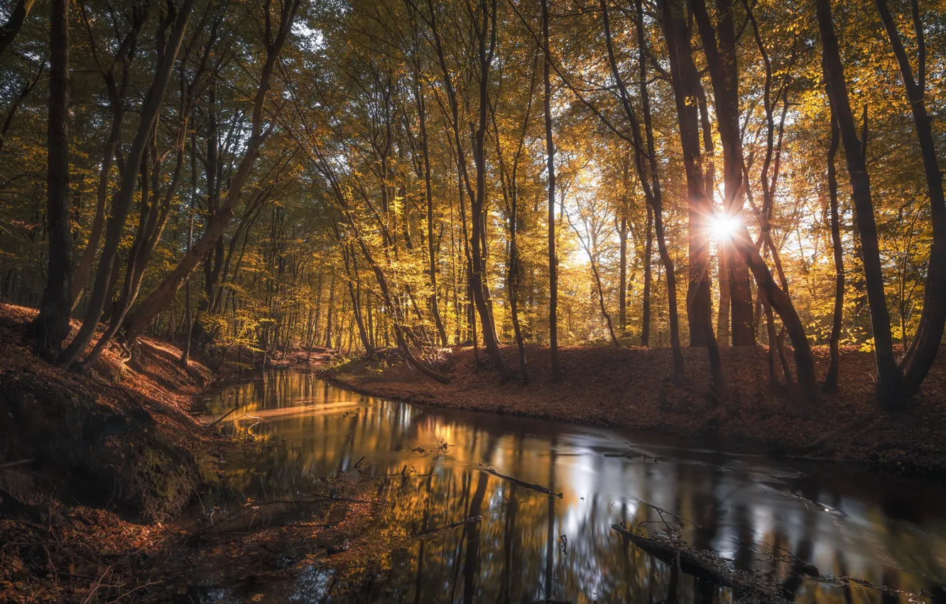 Photo wallpaper autumn, forest, the sun, light, trees, branches, nature, pond