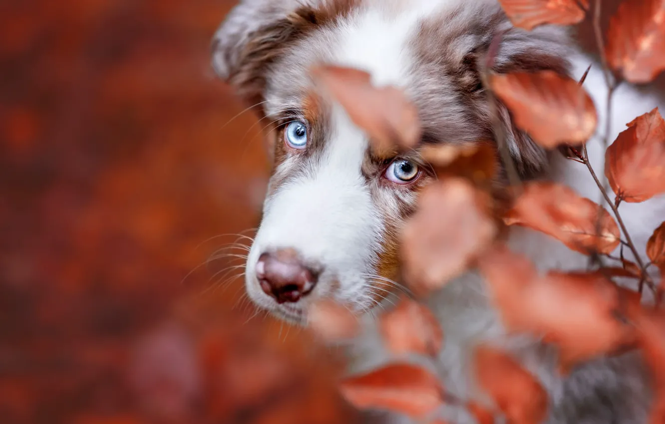 Photo wallpaper autumn, look, leaves, branches, background, dog, puppy, blue eyes