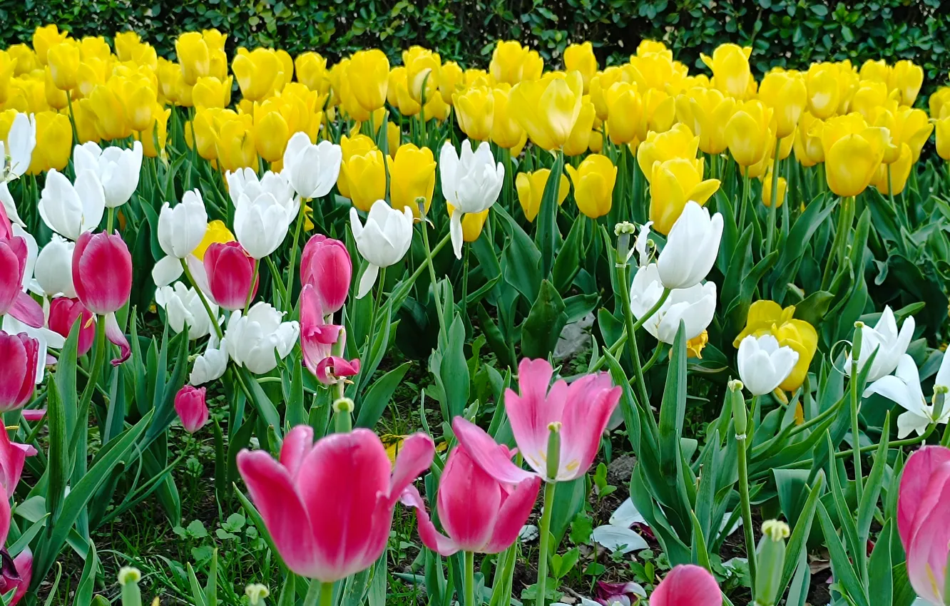 Photo wallpaper flowers, spring, tulips, tulips, spring