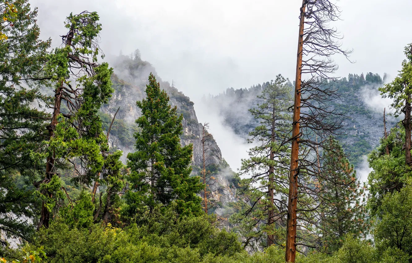 Photo wallpaper forest, trees, mountains, fog, rocks, USA, Yosemite