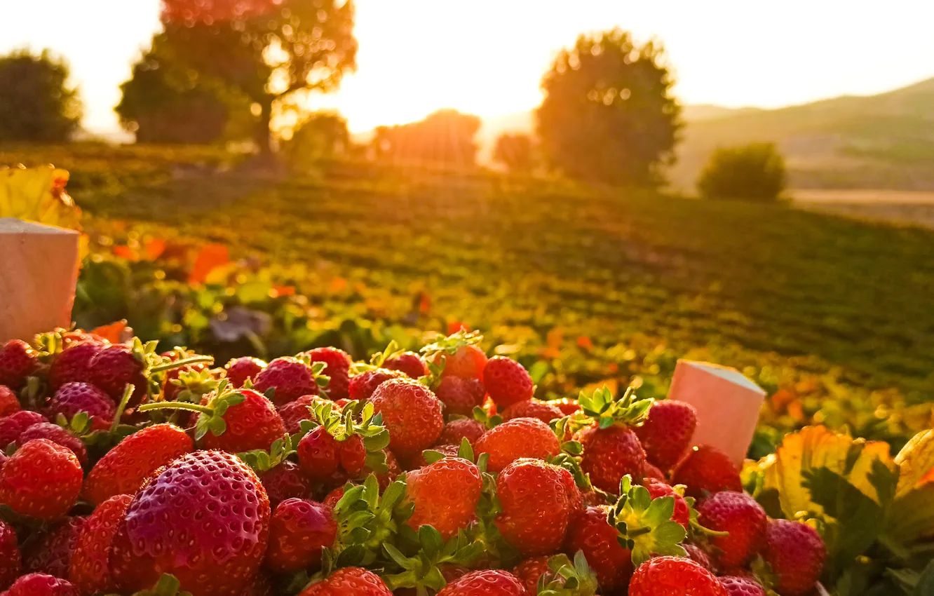 Photo wallpaper summer, nature, sun, strawberry, greenery