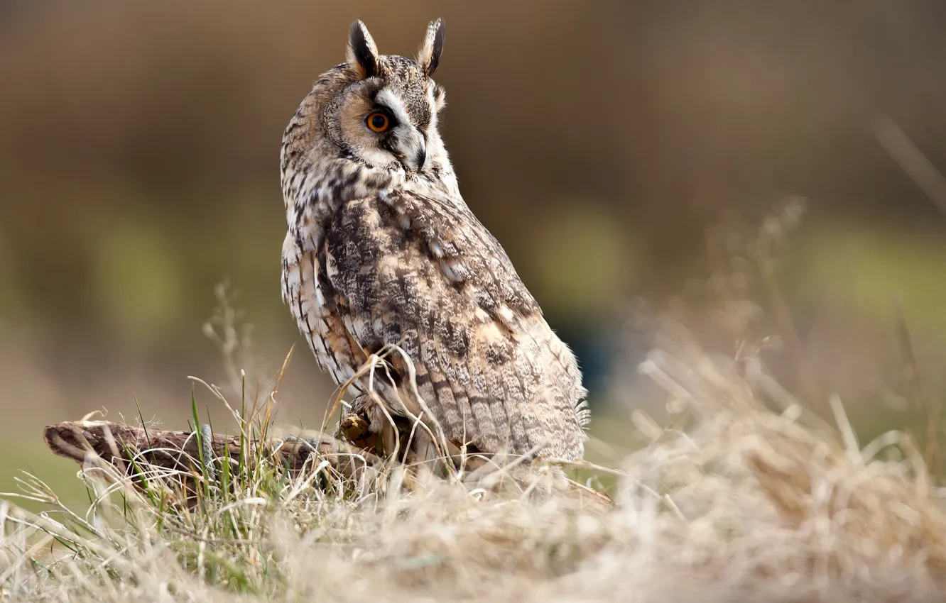 Photo wallpaper grass, owl, bird, stump, marsh