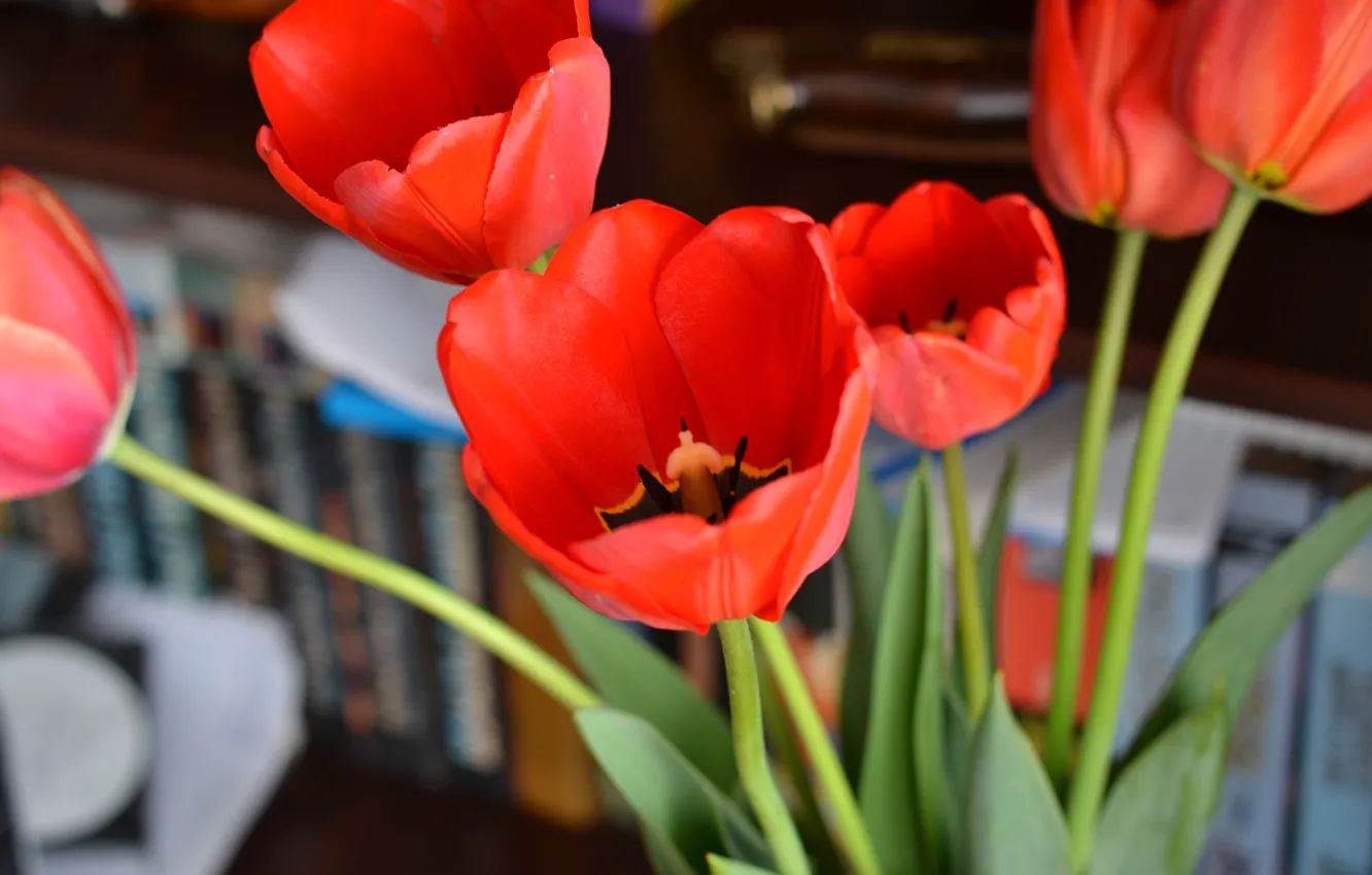Photo wallpaper flowers, red, tulips