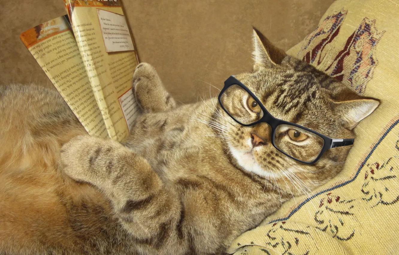 Photo wallpaper cat, creative, humor, pillow, glasses, lies, journal, reads