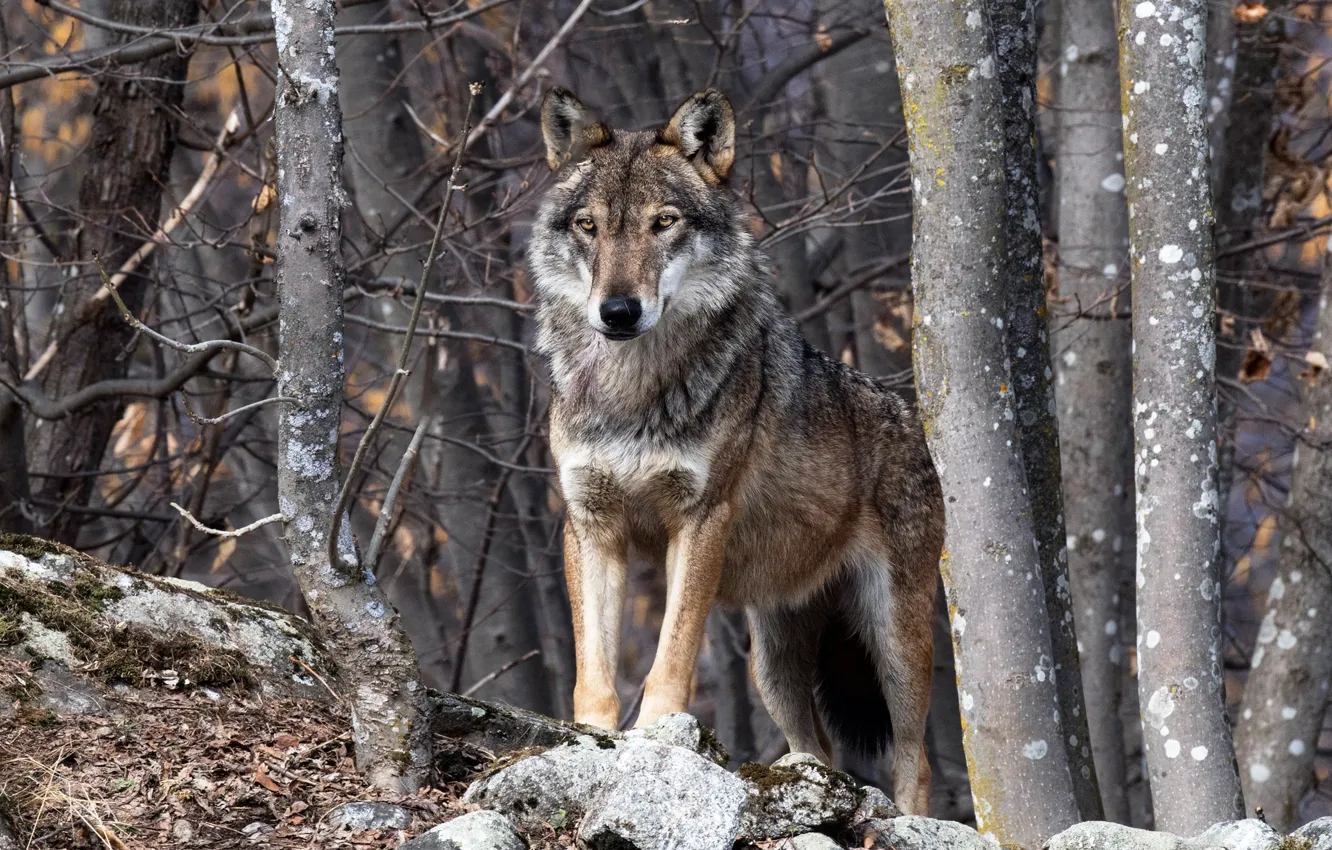 Photo wallpaper forest, trees, wolf, predator, beast, the orderly forest