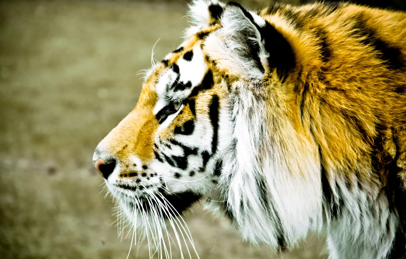 Photo wallpaper animals, face, tiger, background, widescreen, Wallpaper, blur, spot