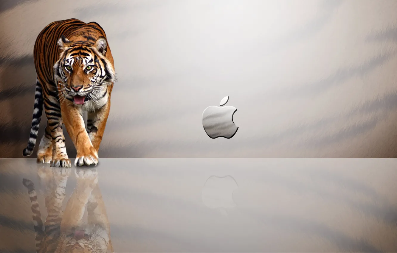 Photo wallpaper tiger, reflection, Apple