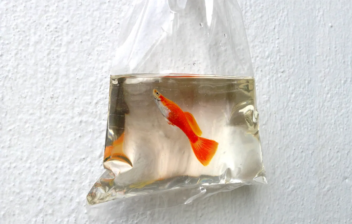 Photo wallpaper water, wall, fish, package, art